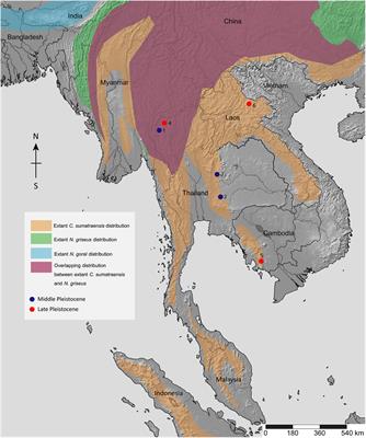 Dental mesowear and microwear for the dietary reconstruction of Quaternary Southeast Asian serows and gorals